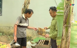 Hiệu quả từ mô hình nuôi ong mật tại xã Lương Sơn