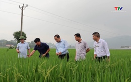 Kiểm tra tình hình sâu bệnh vụ chiêm Xuân 2026 tại xã Cẩm Thủy