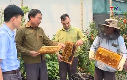 Hiệu quả từ mô hình nuôi ong mật tại xã Lương Sơn