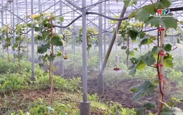 Hợp tác xã nông nghiệp trong ứng dụng công nghệ cao     