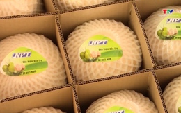 Giá dừa khô tại Vĩnh Long giảm sâu