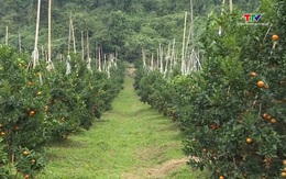 Hỗ trợ 136,6 tỷ đồng phát triển vùng sản xuất cây ăn quả tập trung