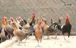 Hướng đi bền vững, hiệu quả trong phát triển con nuôi đặc sản