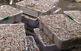 Sản lượng khai thác thủy sản quý 1 năm 2026 đạt gần 32.500 tấn