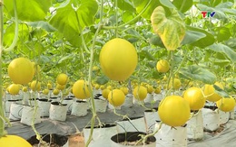 Xã Quảng Ngọc phấn đấu có thêm 1 sản phẩm OCOP