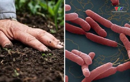 Bộ Y tế cảnh báo bệnh Whitmore