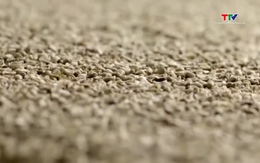 Giá cà phê thế giới tăng mạnh do lo ngại thiếu cung