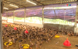 Nuôi gà an toàn sinh học, giải pháp chăn nuôi bền vững