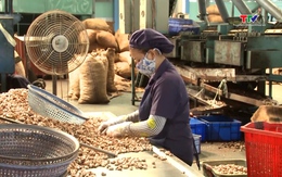 Xuất khẩu rau quả cả nước đạt 1,53 tỷ USD trong quý I/2026
