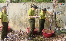 Siết chặt quản lý khai thác cây muội hồng từ rừng tự nhiên