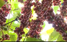 Giá cà phê tăng 900 đồng/kg