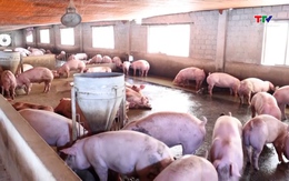 Giá lợn hơi tiếp tục tăng tốc ở nhiều nơi