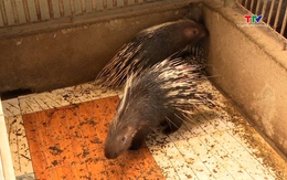 Mậu Lâm: Bứt phá kinh tế nhờ mô hình chăn nuôi con đặc sản