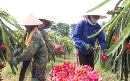 Sản xuất cây ăn quả theo tiêu chuẩn VietGap 