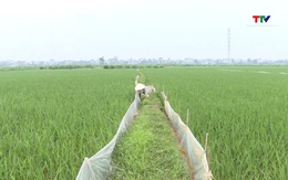 Phòng trừ sâu bệnh bảo vệ lúa vụ Xuân