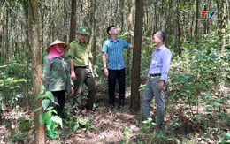 Rừng Thanh Hóa hướng tới tiêu chuẩn quốc tế