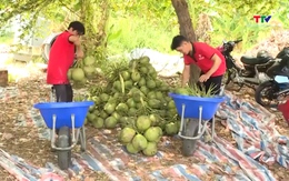 Giá dừa tăng vọt
