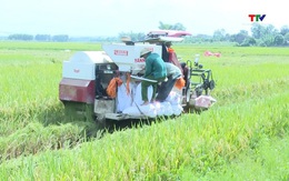 Xã Thọ Lập khẩn trương thu hoạch lúa chiêm xuân