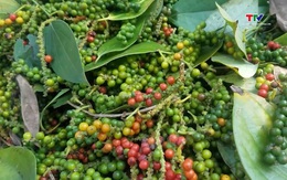 Xuất khẩu hồ tiêu Việt Nam duy trì đà tăng trưởng