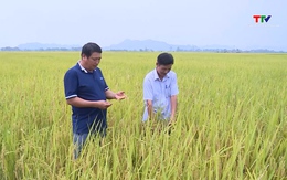 Năng suất lúa Xuân 2026 đạt cao hơn so với cùng kỳ