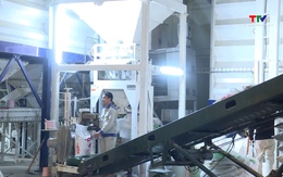 Gạo Việt Nam tăng giá trên thị trường thế giới