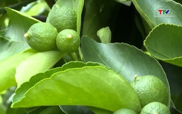 Bưởi, chanh chờ cấp mã số vùng trồng để xuất khẩu sang Trung Quốc