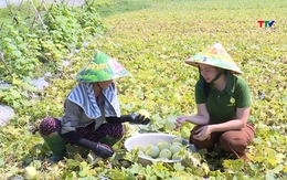Xây dựng nhãn hiệu tập thể cho dưa lê Hồng Nhuệ 