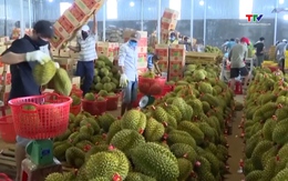 Sầu riêng Việt Nam tăng tốc chinh phục thị trường toàn cầu