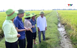 Đẩy nhanh tiến độ thu hoạch lúa Chiêm Xuân