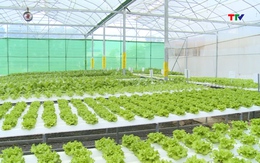 Thanh Hóa có 230 ha sản xuất nông nghiệp ứng dụng nhà màng, nhà lưới