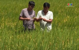 Nông dân trồng lúa "xanh" lãi hơn 50%, giảm phát thải 164.000 tấn CO2