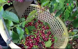 Giá cà phê trong nước và thế giới bật tăng trở lại 