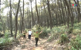 Chủ động phòng chống cháy rừng