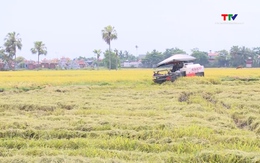 Đẩy nhanh thu hoạch vụ Xuân, chủ động sản xuất vụ Mùa