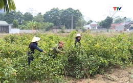Phát triển dược liệu gắn với chuyển đổi cơ cấu cây trồng 