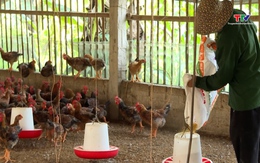 Chống nóng cho gia cầm
