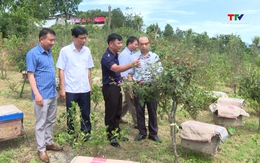Những nông dân làm giàu trên đất đồi rừng