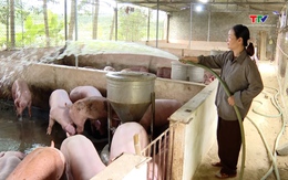 Không để đàn vật nuôi bị sốc nhiệt do nắng nóng 