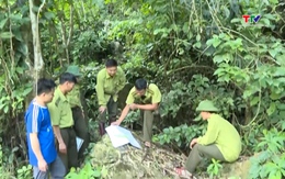 Tăng cường quản lý, bảo vệ rừng khu vực biên giới