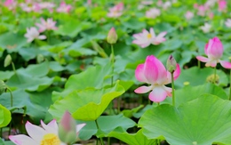 Đầm sen khổng lồ dưới chân núi Ngọa Long vào mùa đẹp nhất