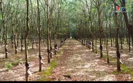 Giá cao su tăng nhẹ