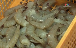 Thanh Hóa có 420 ha nuôi trồng thủy sản đạt tiêu chuẩn hữu cơ