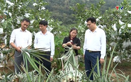 Phong trào sản xuất, kinh doanh giỏi - Động lực để nông dân làm giàu
