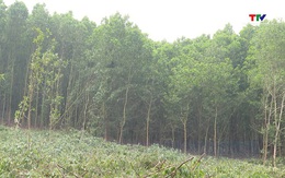 Thanh Hóa có hơn 56.000 ha rừng trồng gỗ lớn
