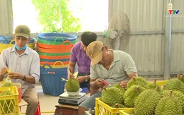 Giá sầu riêng giảm sâu, thị trường tiêu thụ đối diện nhiều áp lực