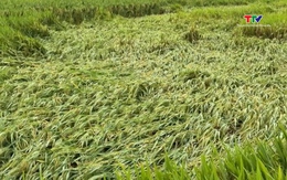 Mưa lớn gây thiệt hại 200ha lúa tại xã Cẩm Tú