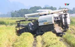 Tập trung thu hoạch vụ Xuân, bảo đảm sản xuất an toàn