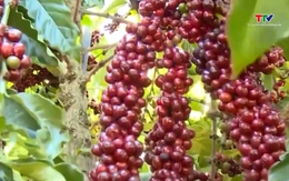 Giá cà phê tiến sát 90 nghìn đồng/kg