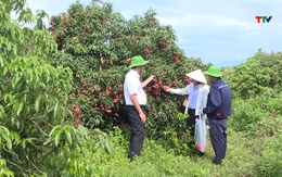 Phát triển nông nghiệp công nghệ cao ở Nông trường Sông Âm