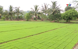 Sản xuất mạ khay - thúc đẩy cơ giới hóa trong sản xuất lúa